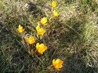 Gelbe Krokusse1.04.03.2013.webp