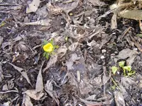 Der erste Winterling.04.03.2013.webp