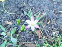 Krokus.webp