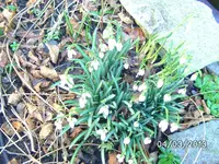 Schneeglöckchen.webp