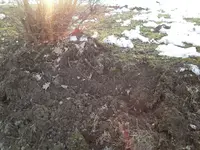 Sauerrei.webp