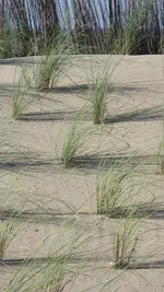 scheinfeld filigraner Schatten.webp