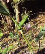 Moorschnucke gefährdete Schöne.webp