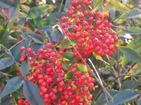 032.webp