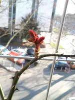 DSC_0451.webp