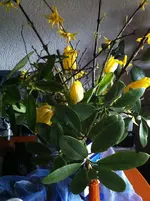 IMG_3710.webp