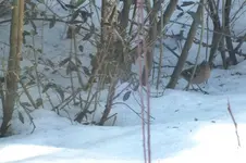 2013_0304Winter0004 buchf.webp