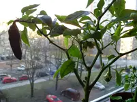 pflanzen 015.webp