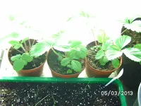 Erdbeeren.webp