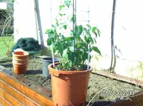 Large Red Rocotto.webp