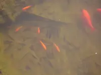 100_0881.webp 100_0881.webp