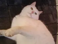 Pünktchen2_3_13.webp