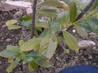CIMG5956.webp