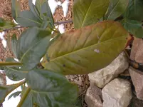 CIMG5958.webp