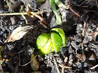 Frühling1.webp