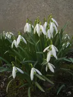 CIMG8934.webp