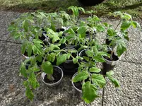 Tomaten vorher.webp