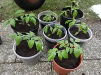Tomaten nachher.webp