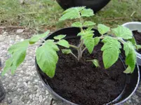 Tomate.webp
