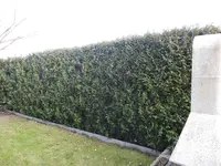 Hecke2.webp
