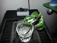 20130306_192536.webp