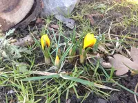 Krokusse 5.3.webp