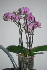 DSC_0083.webp