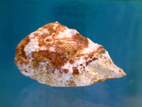 guano[1].webp