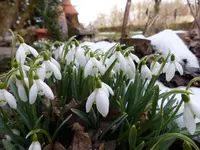 Schneeglöckchen (2).webp