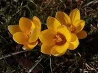 Krokus_1320.webp