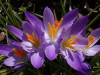 Krokus_1318.webp