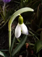 Schneeglöckchen_1252.webp