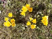Krokus_1323.webp