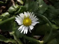 Gänseblühmchen_1460.webp