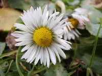 Gänseblühmchen_1496.webp