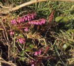 DSC03575 - 2013-03-05 - bienchen an schneeheide.JPG