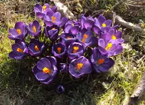 DSC03572 - 2013-03-05 - krokusse blau.webp