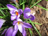 Frühling_1_IMG_5455.webp