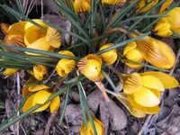 Frühling_2_IMG_5457.webp