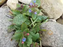 unbekannte Pflanze 001.webp