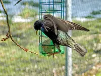 Der erste Star_8798.webp