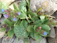 unbekannte Pflanze 002.webp
