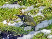 Erlenzeisig_8766.webp