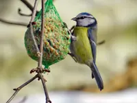 Blaumeise_8774.webp