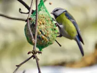 Blaumeise_8773.webp