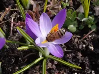 Krokus-Biene_1420.webp