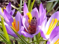 Krokus-Biene_1432.webp