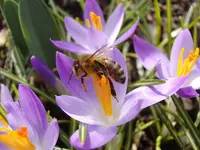 Krokus-Biene_1444.webp