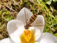 Krokus-Schwebefliege_1392.webp