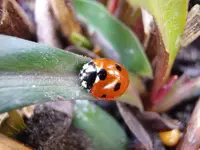 Marienkäfer_1381.webp